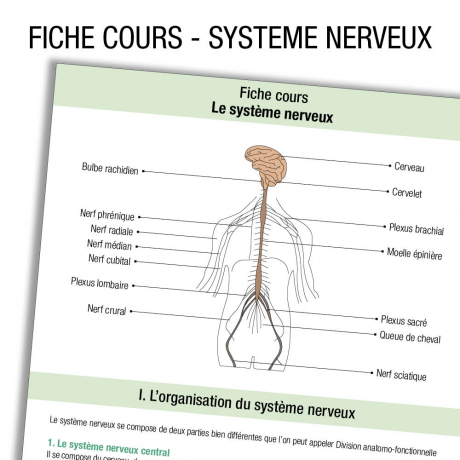 Fiche révision étudiant infirmier Anatomie Systeme nerveux Cours