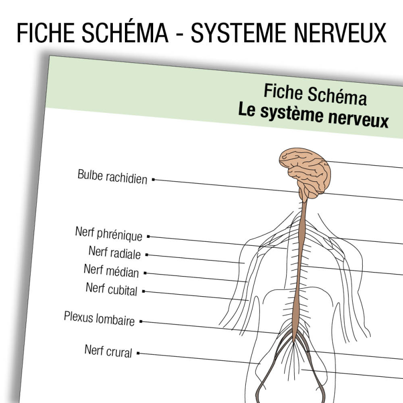 Schema Du Systeme Nerveux Dans Le Corps Humain