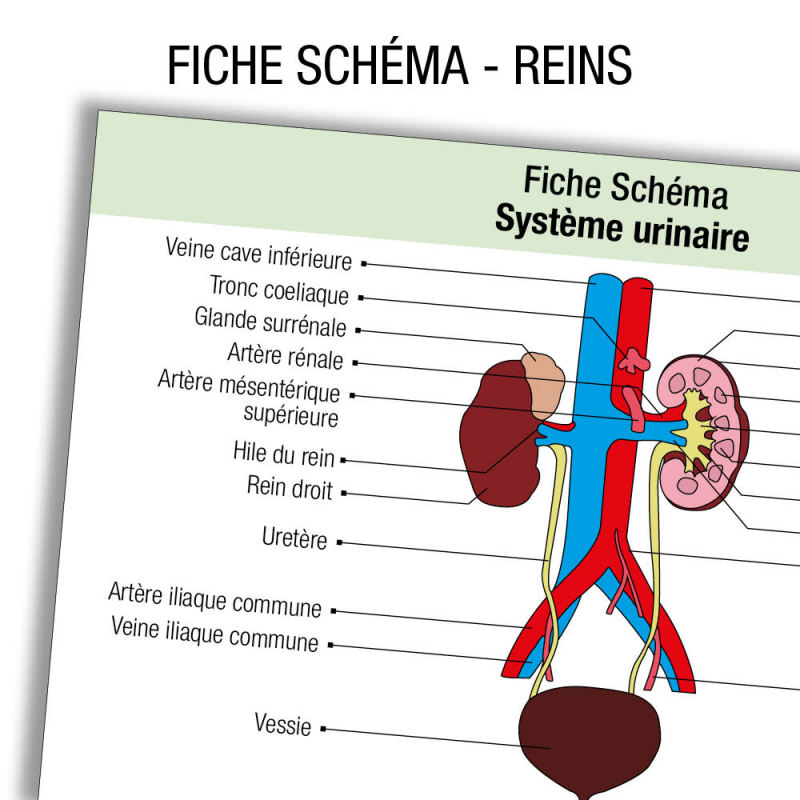 Fiche révision étudiant infirmier Anatomie Rein Schema label blouse net