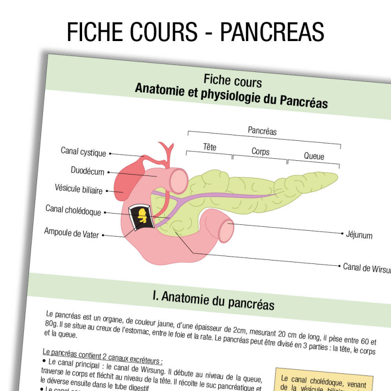 Fiche révision étudiant infirmier Anatomie Pancreas Cours  label