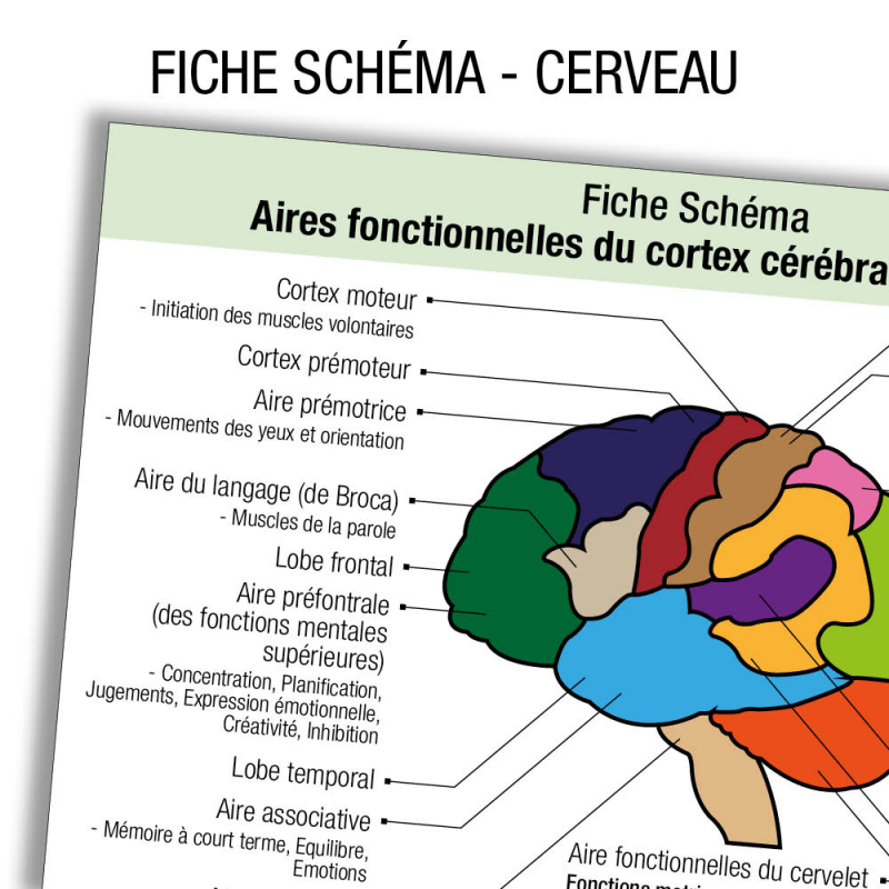 Fiche révision étudiant infirmier Anatomie Cerveau Schema  label