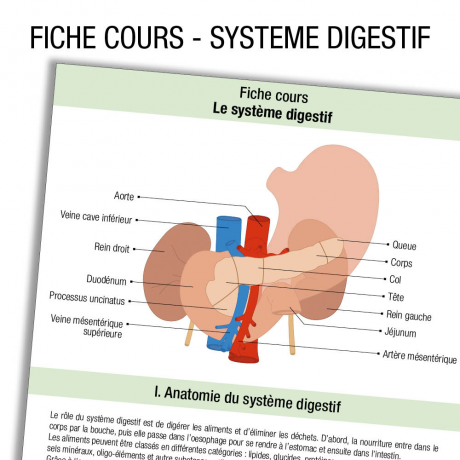 Fiche Révision étudiant Infirmier Anatomie Système Digestif Cours ...