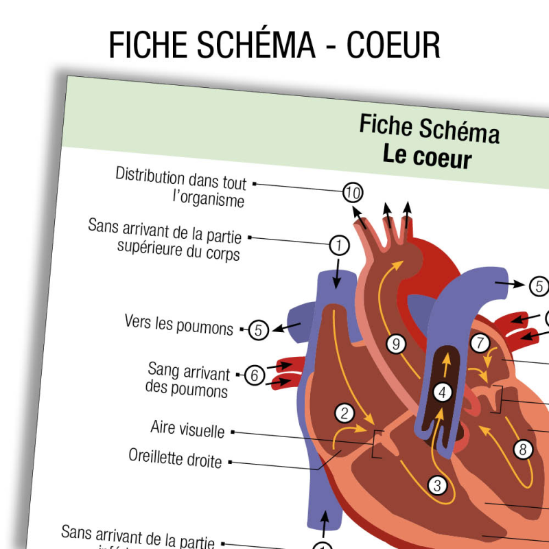 Fiche révision étudiant infirmier Anatomie Coeur Schema - label-blouse.net