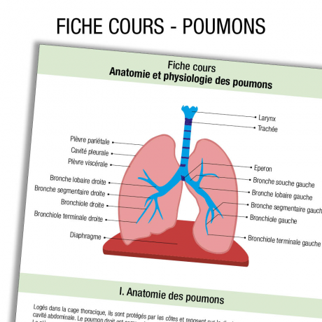 Fiche Révision étudiant Infirmier Anatomie Poumon Cours - Label-blouse.net